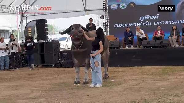 Kerbau terbesar di dunia, pecahkan rekor Guinness World Record dipegang seekor kerbau raksasa bernama King Kong asal Nakhon Ratchasima, Thailand.Kerbau raksasa asal Thailand ini memiliki tinggi 185 Cm dari kuku hingga tanduk. Tinggi King Kong itu pun memecahkan rekor Guinness World Record sebagai kerbau terbesar di dunia. King Kong itu mulai mencuri perhatian publik pada 1 April 2021 saat hari kelahirannya. Karena tubuh kerbau raksasa ini yang tampak lebih besar dari kerbau pada umumnya. Merayak