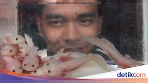 Hewan 'Tersenyum' Axolotl Termasuk Amfibi atau Ikan? Ini Dia Jawabannya
