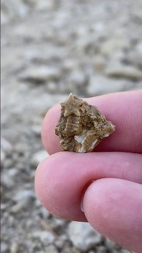 Crinoid (Shooting) Star Fossils