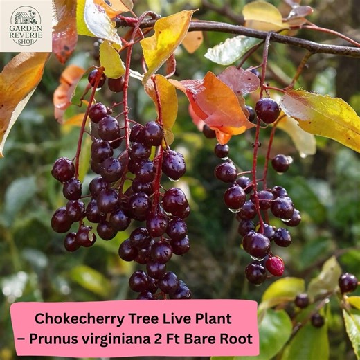 Chokecherry Tree Live Plant – Prunus Virginiana 2 Ft Bare Root - Etsy