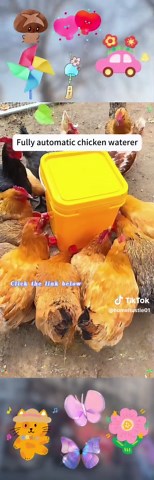Automatic Water Feeder Bowl for Healthy Chickens