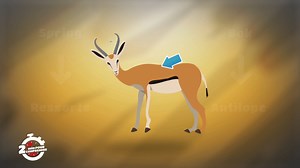 Le Springbok est une antilope sauteuse d'Afrique du Sud. Découvrez cet animal avec @Polus Agathon, dans 2mn Pour Comprendre. #RTIofficiel | RTI - Radiodiffusion Télévision Ivoirienne