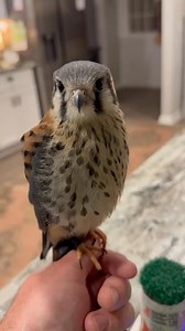 perch! 😂 #Falcon #BirdOfPrey #Wildlife #Falconry #ReelItFeelIt #WatchThis #ViralReels #ReelOfTheDay #MustSee #IncredibleNature #fblifestyle | Bird Hunting