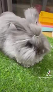 English Angora | Cambofarm Rabbitry