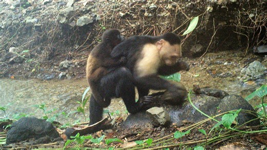 « Tradition » étrange: Des singes kidnappent les petits d’une autre espèce