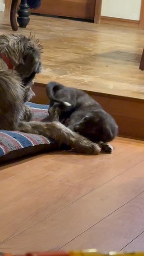 Scottie is the finest young dog I've ever owned, she cares for baby Bron better than I ever could have hoped *Bron our orphaned singleton Irish wolfhound pup | Allyson M Hicks