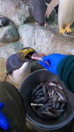 It's Penguin Awareness Day & what better way to celebrate than with a morning feed.🐧📸 If you see some of our penguins passing on breakfast, it’s because breeding season is around the corner. They’re a little preoccupied checking out nesting sites and scouting for mates. 👀 While they definitely catch up on calories during afternoon feeds, Poncho decided he wasn’t going to wait! He might be in his bulking era… (11 fish & counting ✍️) #tn #penguinawareness #babby #penguinfeed #aquarium