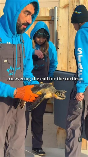 Every second matters for cold stunned sea turtles. Our staff and volunteers are patrolling and caring for cold stunned turtles along the bay side of South Padre Island. Call our 24/7 emergency hotline 956.243.4361 if you see a stranded sea turtle. You can support us by donating on seaturtleinc.org/donations | Sea Turtle, Inc