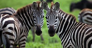 Zebra Poop: Everything You've Ever Wanted to Know