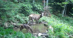 62K views · 1K reactions | A doe and her fawn in the forest of Plitvice Lakes - what a beautiful sight!  Video credit: Plitvice Lakes NP #PlitviceLakes #Wildlife #Nature #WildlifePhotography #NatureLovers #Croatia | Plitviceblog | Facebook