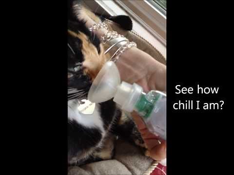 Aerokat Inhaler Training Video