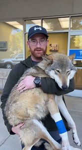 year ago, saved wolf pup black bear attack | Corazones por los Animales