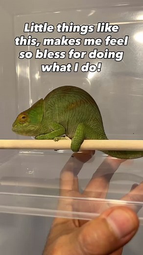 Chameleons Canada on Reels