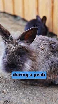 Set up the perfect space for your bunny! #bunny #rabbit