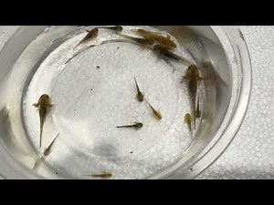 Close-up of Baby Axolotls (Ambystoma mexicanum)