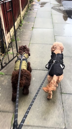 Double trouble 😈 #cockapoo #cockapoouk #dogsoftiktok #cockapoosoftiktoks #fypシ゚ #ukdog #doglife🐶 #cockapoosoftiktok #mischevious #liverpool #viraltiktok #funnydog #fy #fyppp #liverpool #fyp #fy