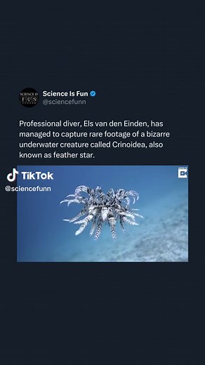 They live in depths as great as 9,000 meters (30,000 ft). There are about 700 living species of crinoid, but the class was much more abundant and diverse in the past. Some thick limestone beds dating to the mid-Paleozoic to Jurassic eras are almost entirely made up of disarticulated crinoid fragments. Checkout @sciencefunn for more science and daily facts. Video uploaded by Caters Clips (Youtube) #biology #nature #animals #marinebiology #underwater #underwatertiktok #science #facts #interesting