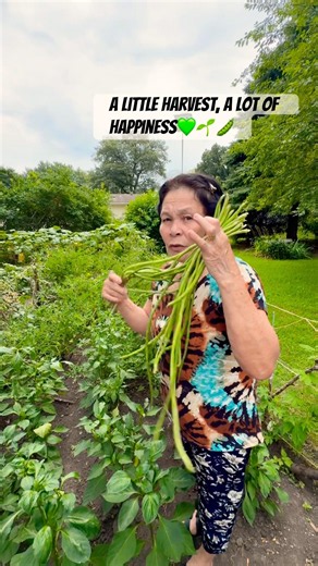 String Beans First Harvest | Minnesota Summer 2026