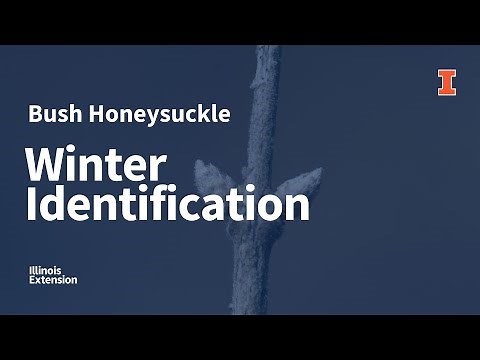 Winter Identification of the Invasive Bush Honeysuckle