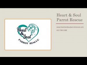 Heart & Soul Parrot Rescue: Birds for Adoption