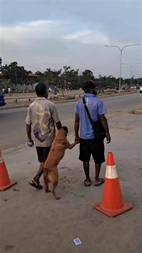 Ohoo Noooo - Poor Innocent Dog 🐕😀😅 #fypシ゚viralシfypシ゚ | Jayheart Wako