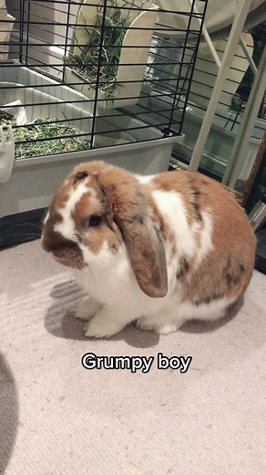 Grumpy Bunny's Stomping Adventure