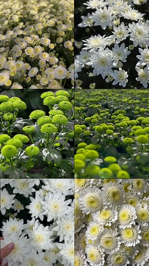For florists seeking Chrysanthemum varieties with extended vase life,...