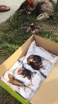 Baby Opossum Rescue