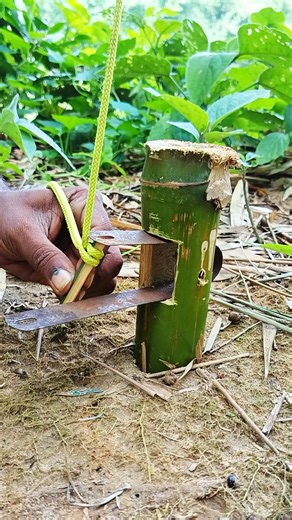 Setting an elastic bamboo trap #Survival