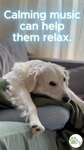 Watch the full relaxing music for dogs on my channel 🐶 #calmingmusicfordogs #doganxiety #anxiousdog