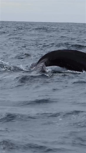 12K views · 418 reactions | We’ll always have Nantucket. #lastmango #seethegoodside #lastmangoboatworks #sunseasurf | Last Mango Boatworks | Facebook