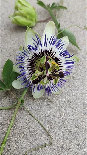 Passiflora caerulea Passionsblume Maracuja Frucht Blüte