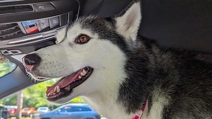 6.6K views · 903 reactions | Today's video is sponsored by Factor Use code SNOWDOGSVLOGS50 to get 50% off your first Factor box at https://bit.ly/3H7J9pB We finally made it home from camping! Are the dogs happy? | Snow Dogs Vlogs | Facebook