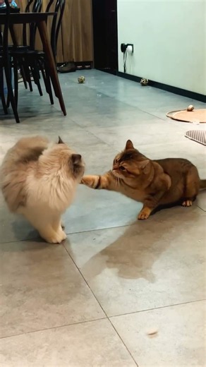 Cat Funny Meme 😂💥 John Cena Special Move! #shorts
