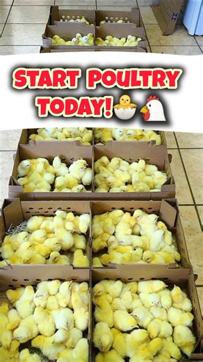 Poultry Farming Start Kaise Karein?🐣 | Chicks, Feed, Vaccine & Cost Guide