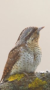 42K views · 594 reactions | Torcicollo (Jynx torquilla Linnaeus, 1758) https://www.instagram.com/reel/CoCdZu7KEG_/?igsh=M3F3Nnp5YnN6c2Jm | Migratoria.it | Facebook