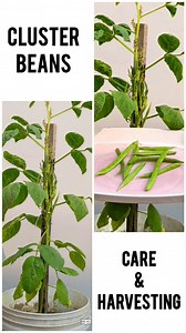 10K views · 164 reactions | CLUSTER BEANS Care & Harvesting #terracegarden #viralreels #gardengoals #plantlovers #plantcare #trending #gardentips #harvesting | बाग बगीचा | Facebook