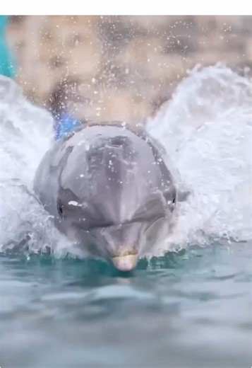 The Masterful Design of Dolphins: Speed and Efficiency