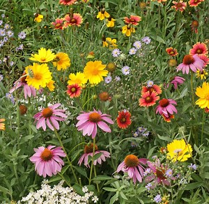 Wildflower Planting Guide & Native Seed Consultant | Holland Wildflower Farm