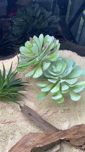 Ant outworld for bull ants #shorts #ants