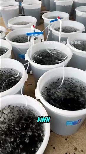Cultivating blue caviar in plastic buckets.