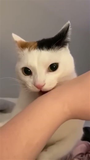 Cat Having Existential Crisis