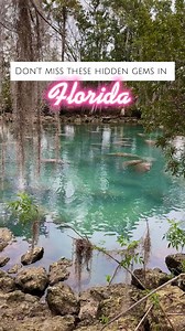 6.6K views · 120 reactions | Don’t miss these on your next trip to Florida! #florida #floridahiddengems #vacationideas #tampa #CrystalRiverFL #manateeseason | Where The Road Wanders | Facebook