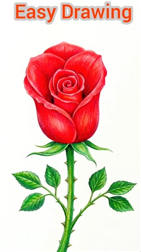 How to Draw a Beautiful Rose | Easy Tutorial by Easydrawing57🌹✨ #rose #rosepainting #beautifulroses