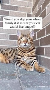 Line them up!! 😂😂 | Mickey & Mort