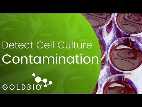 How to Detect Cell Culture Contamination
