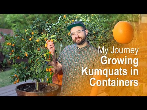 My Journey Growing Kumquat Trees in Containers
