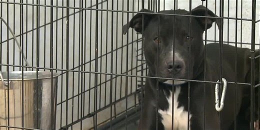Animal shelter begging to find homes for 135 dogs ahead of urgent building repairs