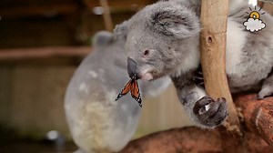 319K views · 10K reactions | Willow the koala is a bit of a celebrity...