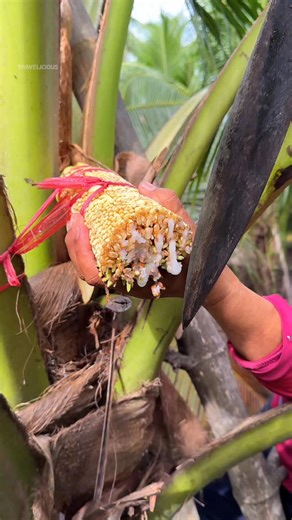 travelicious on Instagram: "Coconut Sugar Making Process Step by Step 📍Location Coconut sugar house in Thailand ⏰ 8 am open #coconutsugar #coconut #sugar #fruit"